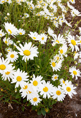 Fototapeta premium Green grass and chamomiles in the nature