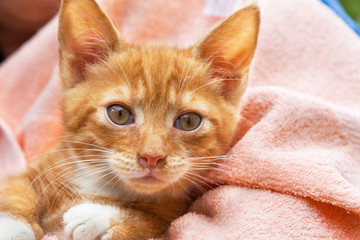 Cute kitten cat in pink towel