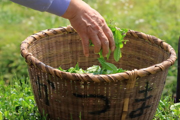 Japanese tea hand picking