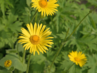 Gämswurz, Gämswurzen, Doronicum