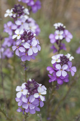 Flora of Gran Canaria - abundant flowering of Erysimum albescens