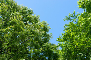 Obraz premium 新緑と青空