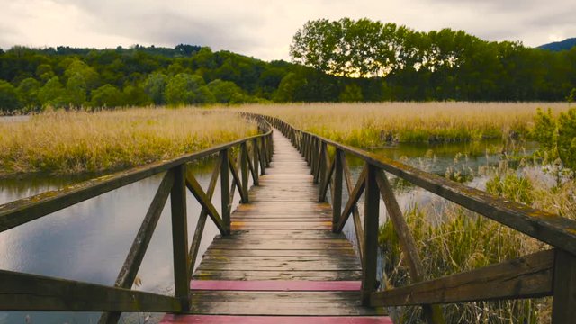 Wooden path and cane thicket by the river