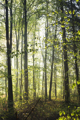 Waldweg in Morgennebel an einem sonnigen Tag