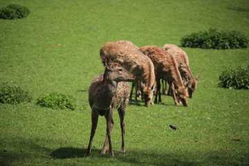 Fototapeta premium Rehe