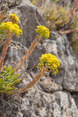 flora of Gran Canaria, Flowering Aeonium simsii