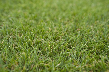 Empty green grass close up, blurred background