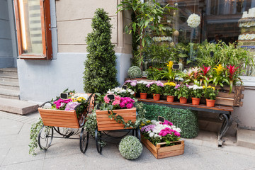 Potted flowers on showcase near the flower shop. Spring sale of flowers and plants.