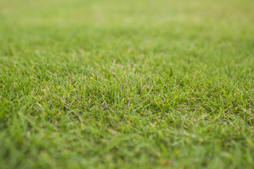 Fresh green grass close up