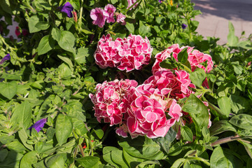 Potted flowers of hydrangeas. Street decoration. Moscow, Russia.