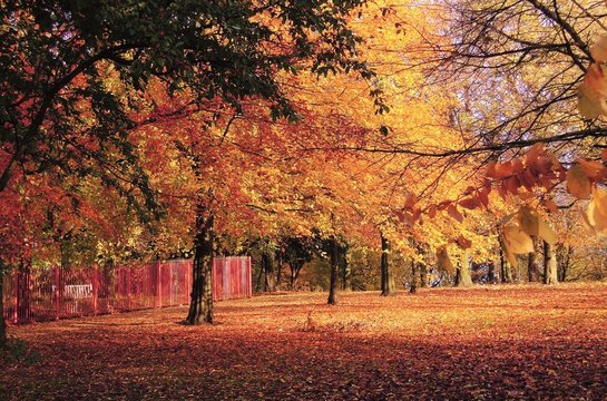 Colourful Autumn Landscape.
