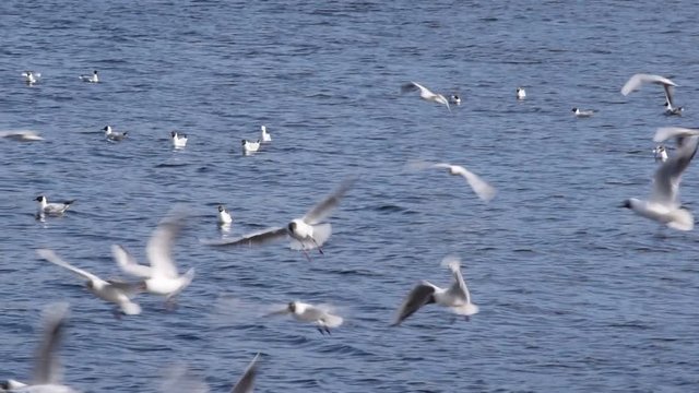Flocks with many seagulls flying and crying over blue water