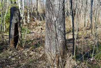 Russian forest in early spring.