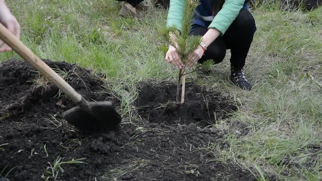 Planting pine seedlings young people.