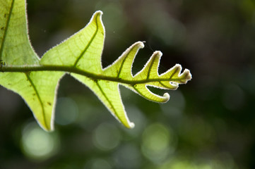 Oak-Leaf fern, Drynaria