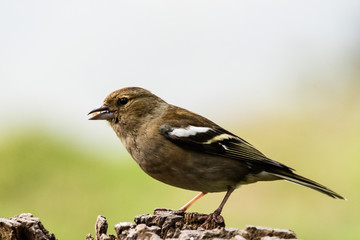 Chaffinch - female