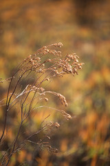 Vegetation damaged by bushfire