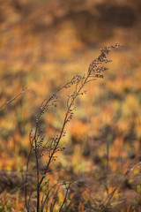 Obraz premium Vegetation damaged by bushfire