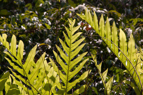 Oak-Leaf fern, Drynaria