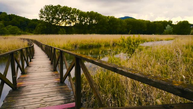 Wooden path on cane thicket and vegetation
