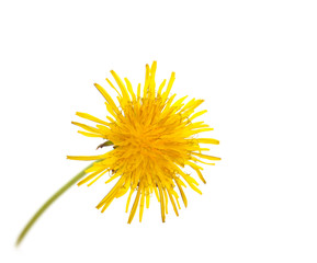 yellow dandelion on a white background