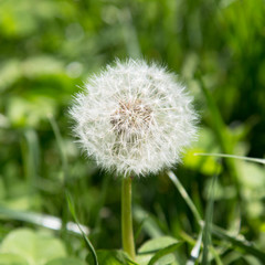 white dandelions in the grass