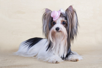 Йоркширский терьер