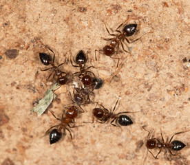 ants on a brown wall