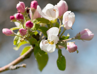 Obraz premium apple blossom on a branch