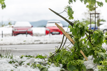 Heavy and wet snow in spring resulted in broken branches and tree trunks © urbans78