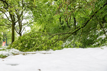 Heavy and wet snow in spring resulted in broken branches and tree trunks