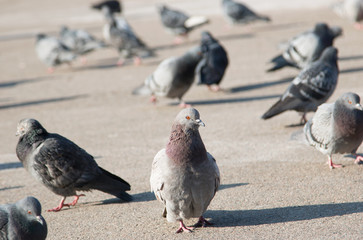 Pigeons on the pavement