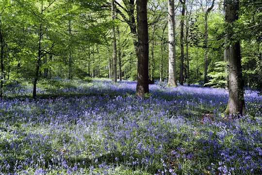 Bluebells in Staffhurst Woods near Oxted Surrey
