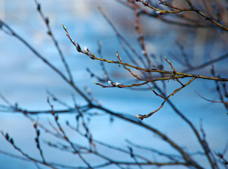 Fototapeta na wymiar Buds on willow background Spring Lake