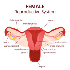 female reproductive system