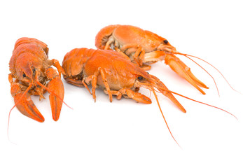 Boiled crawfish on a white background