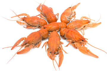 Boiled crawfish on a white background