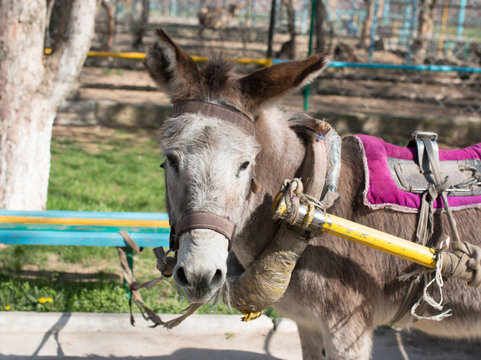 donkey harnessed to a cart