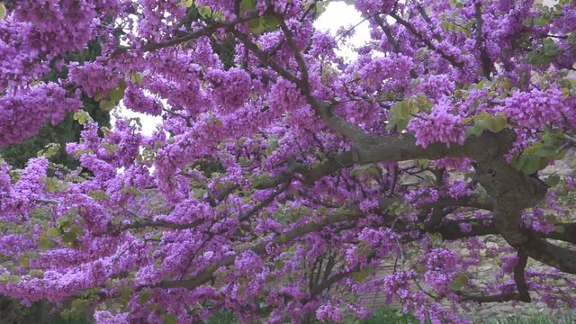 Beautiful violet tree in bloom.  Granada, Spain
