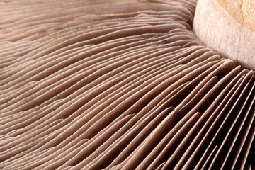 Close-up macro shot of a mushroom stalk and fins