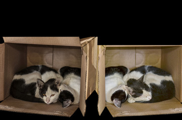 cat laying in his favourite box