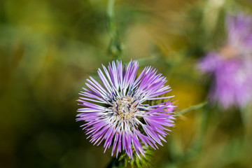 Singleflower Knapweed (Centaurea nervosa)