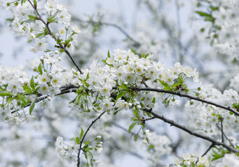 Cherry blossom branch