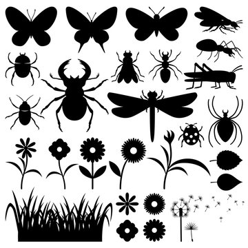 Grass, leaves, flowers, butterflies, beetles and other insects.