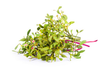 mistletoe bush isolated