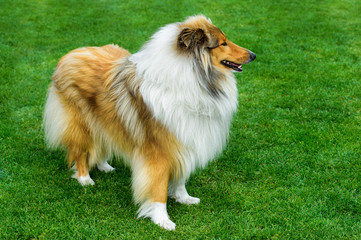 Long haired rough collie standing on green field.