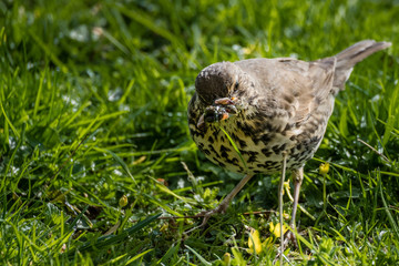 Song Thrush with worms