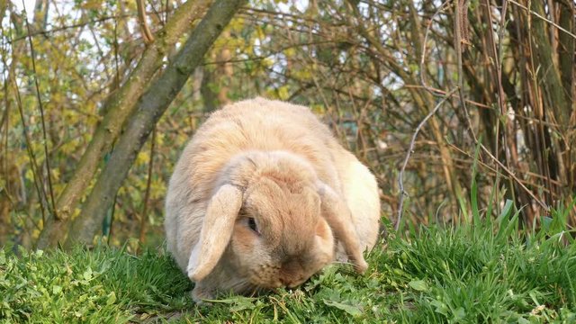 litte cute rabbit with brown fur