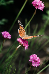 Close-up of a Painted Lady (Vanessa cardui) butterfly