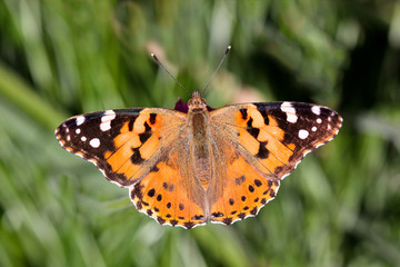 Close-up of a Painted Lady (Vanessa cardui) butterfly